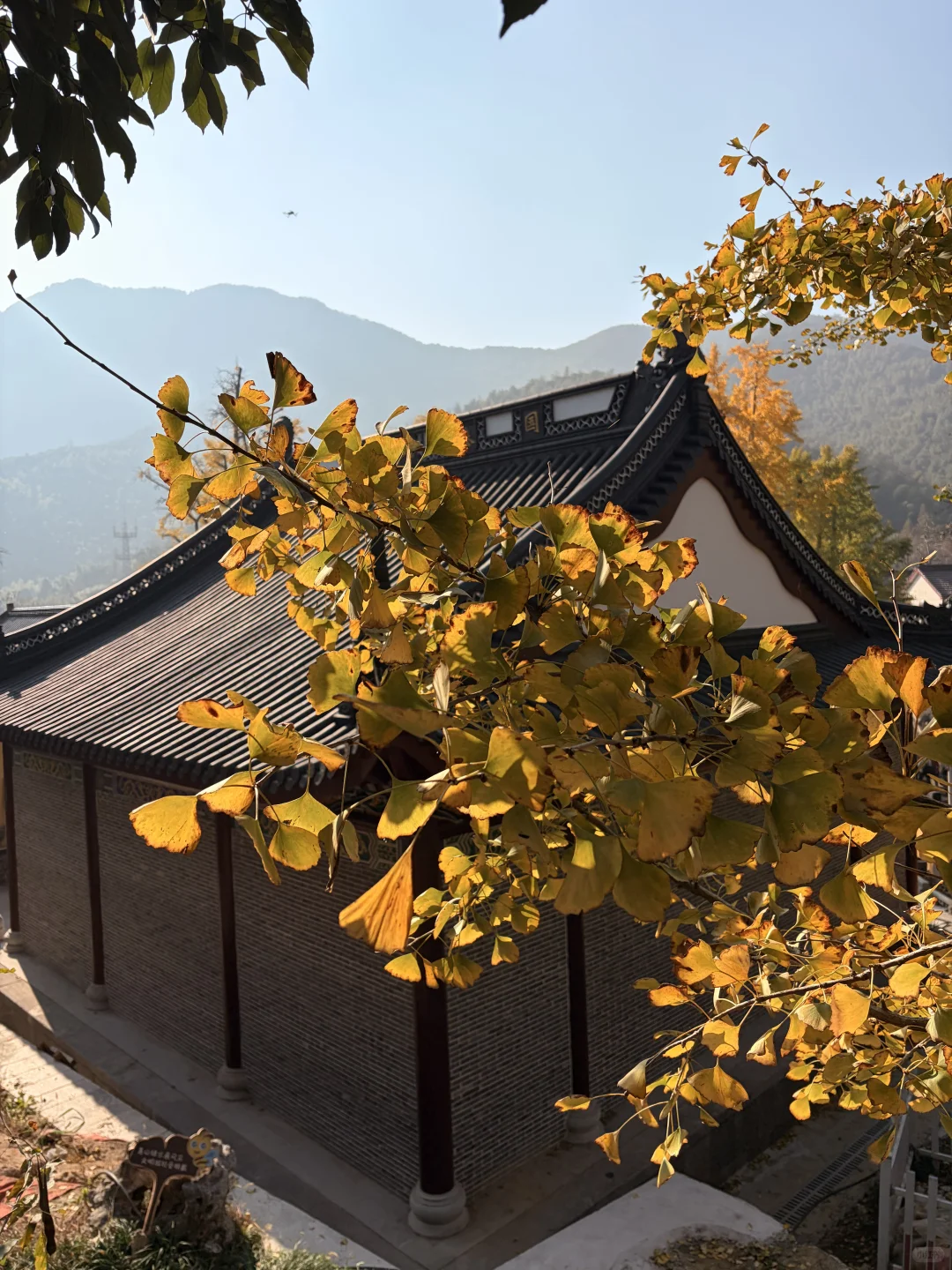 交换一张你拍的银杏吧