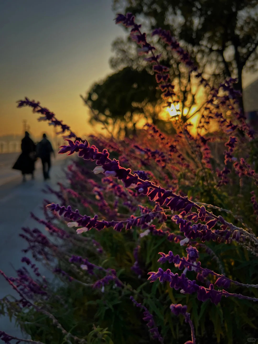 #11月26日的金鸡湖黄昏