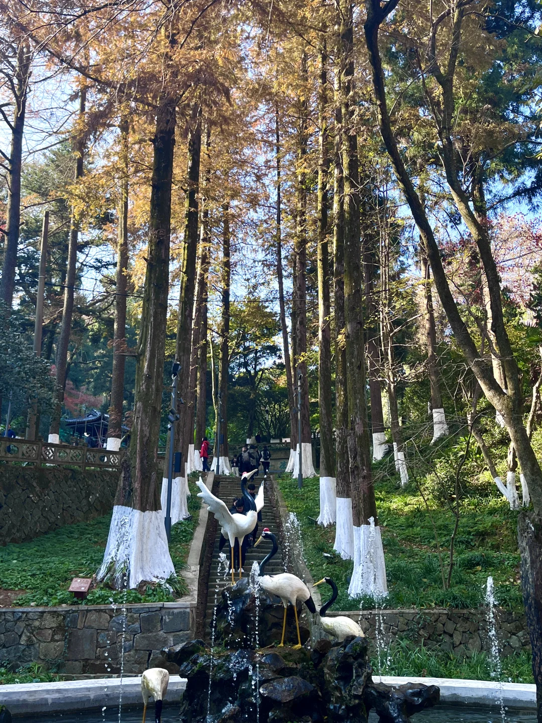 莫干山赏秋，美得太超过了！