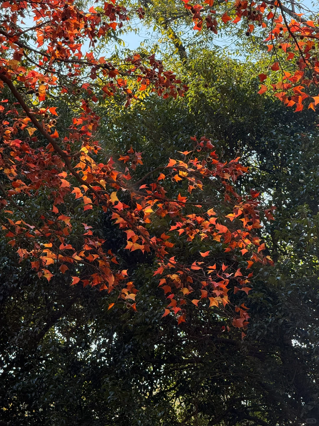 秋天可太好拍啦！🍂