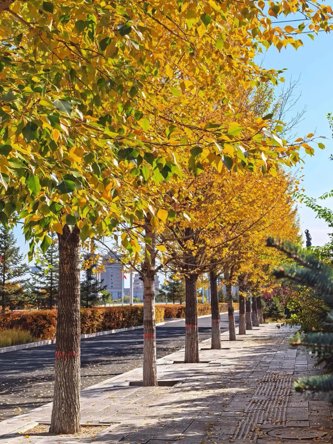 乌兰察布📍这个金色小城美到失语🍂
