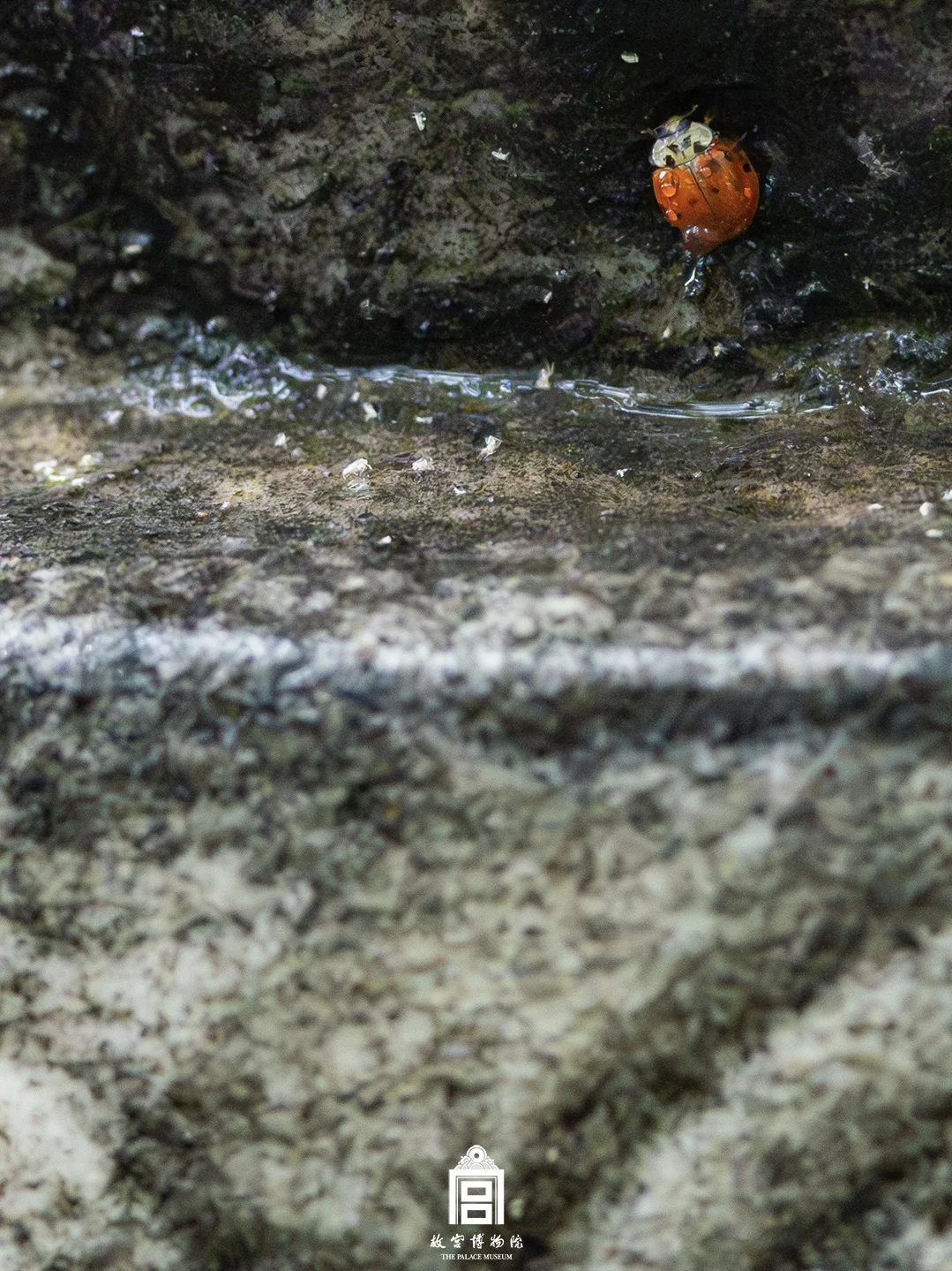 雨落紫禁城｜这趟慢走的雨意太治愈
