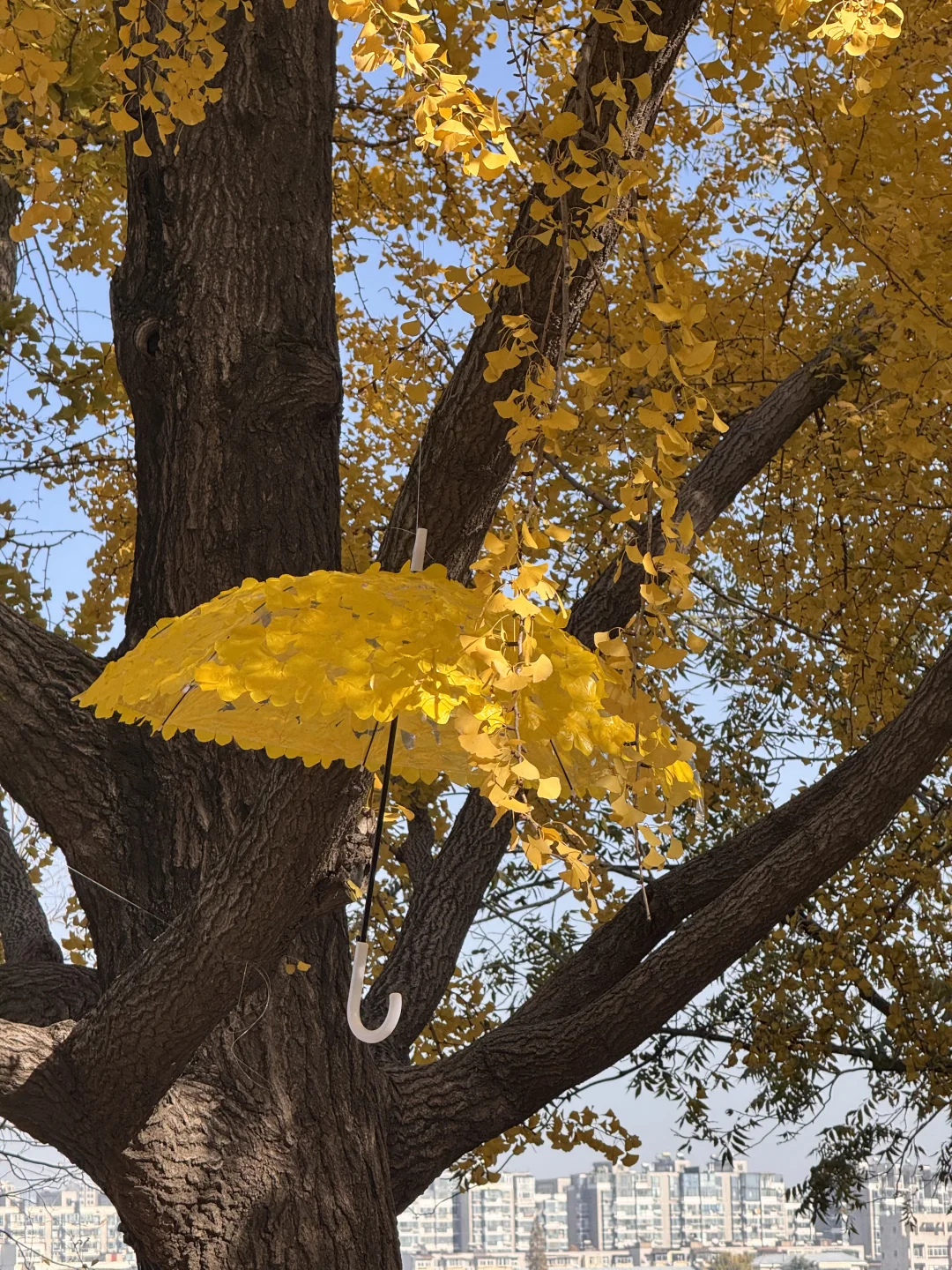 11.26南京玄武湖银杏&明孝陵落羽杉