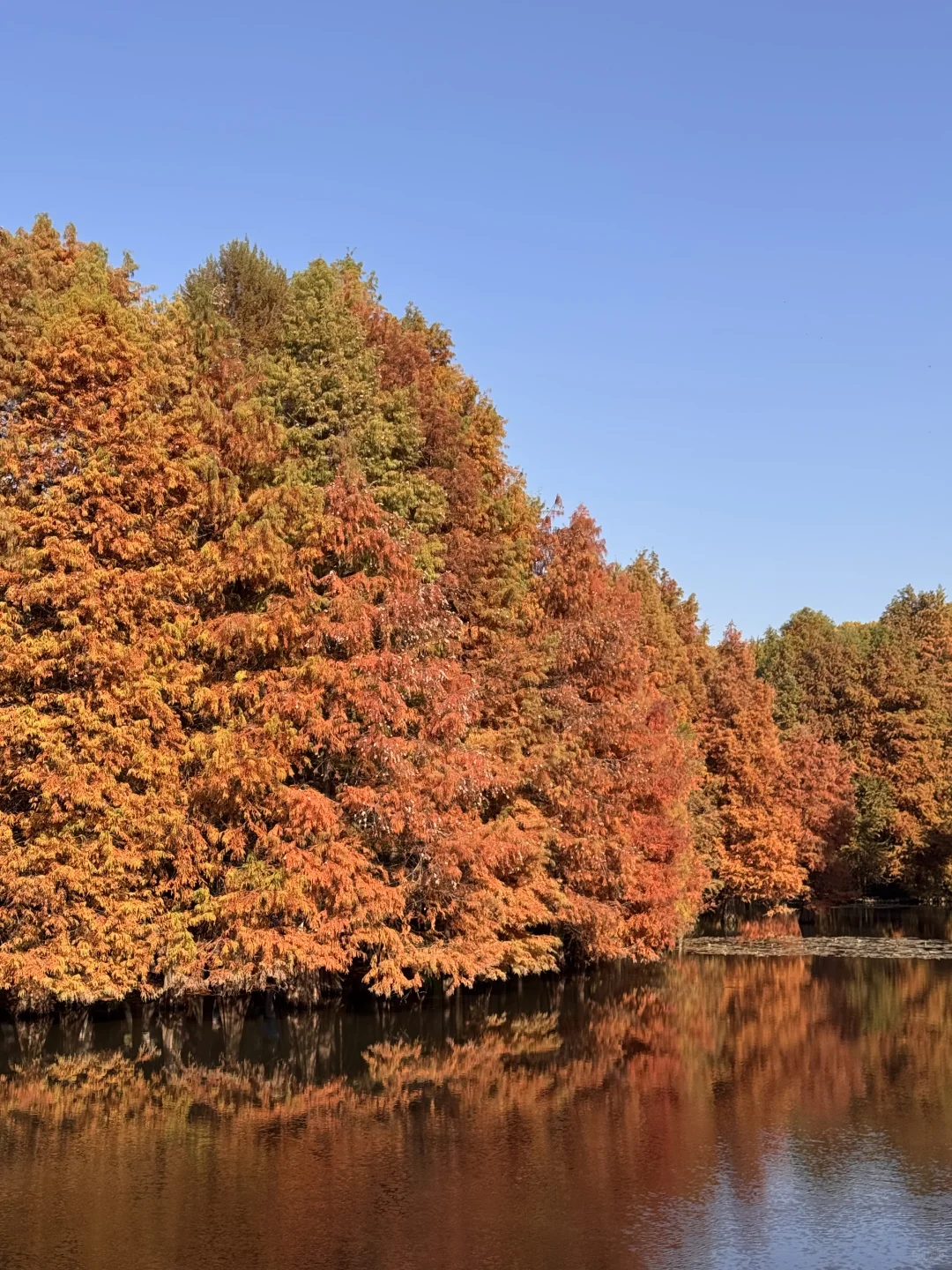 11.26南京玄武湖银杏&明孝陵落羽杉