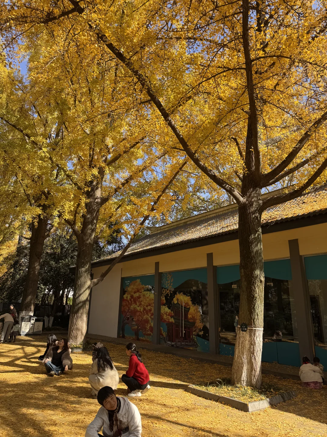 11.26南京玄武湖银杏&明孝陵落羽杉