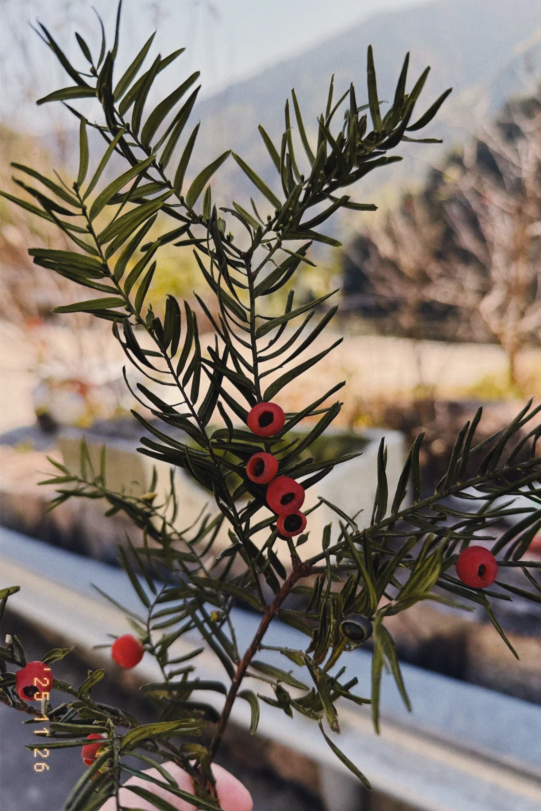 风声，鸟叫声和流水声，倾听大自然的声音