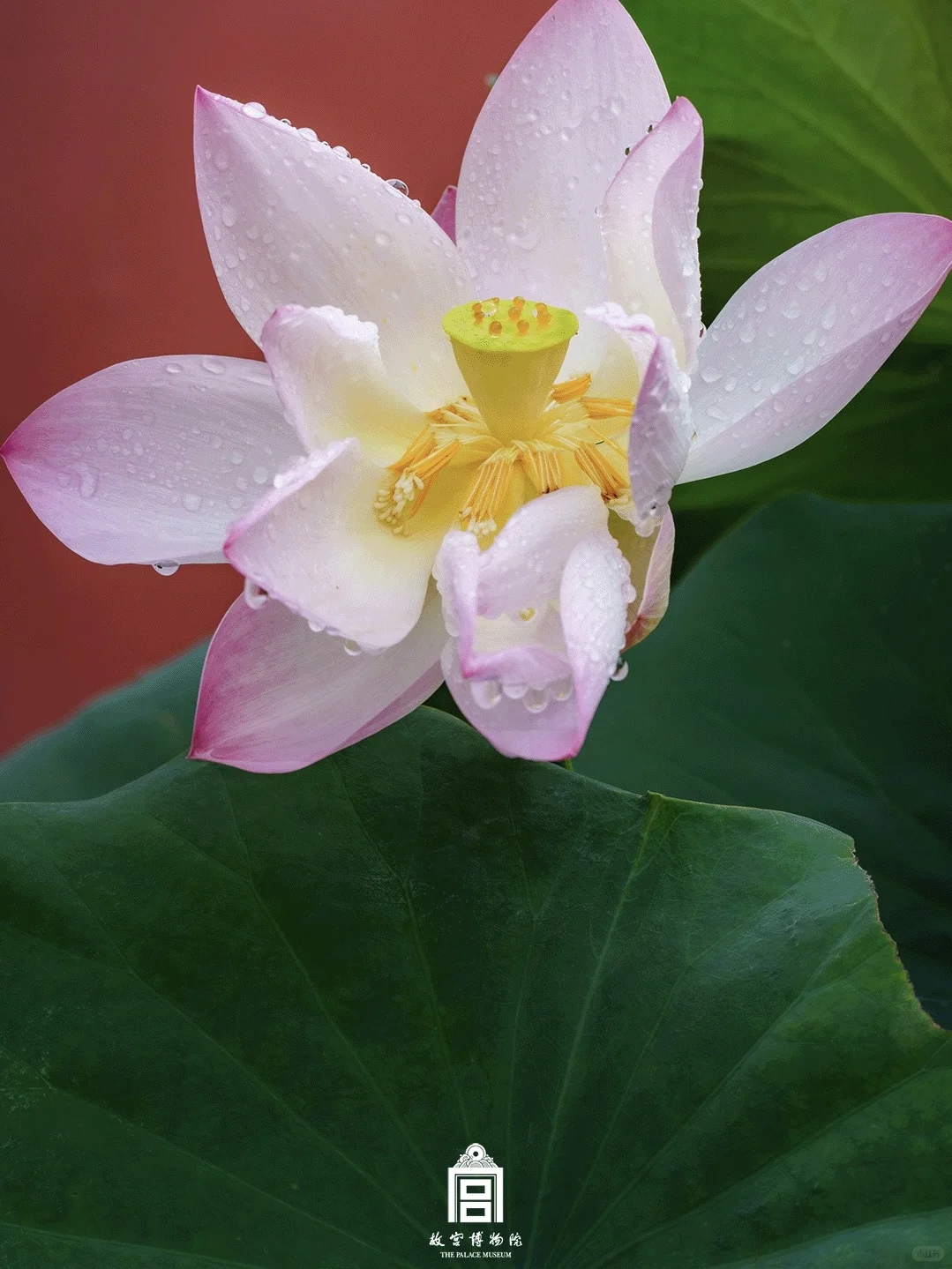 雨落紫禁城｜这趟慢走的雨意太治愈