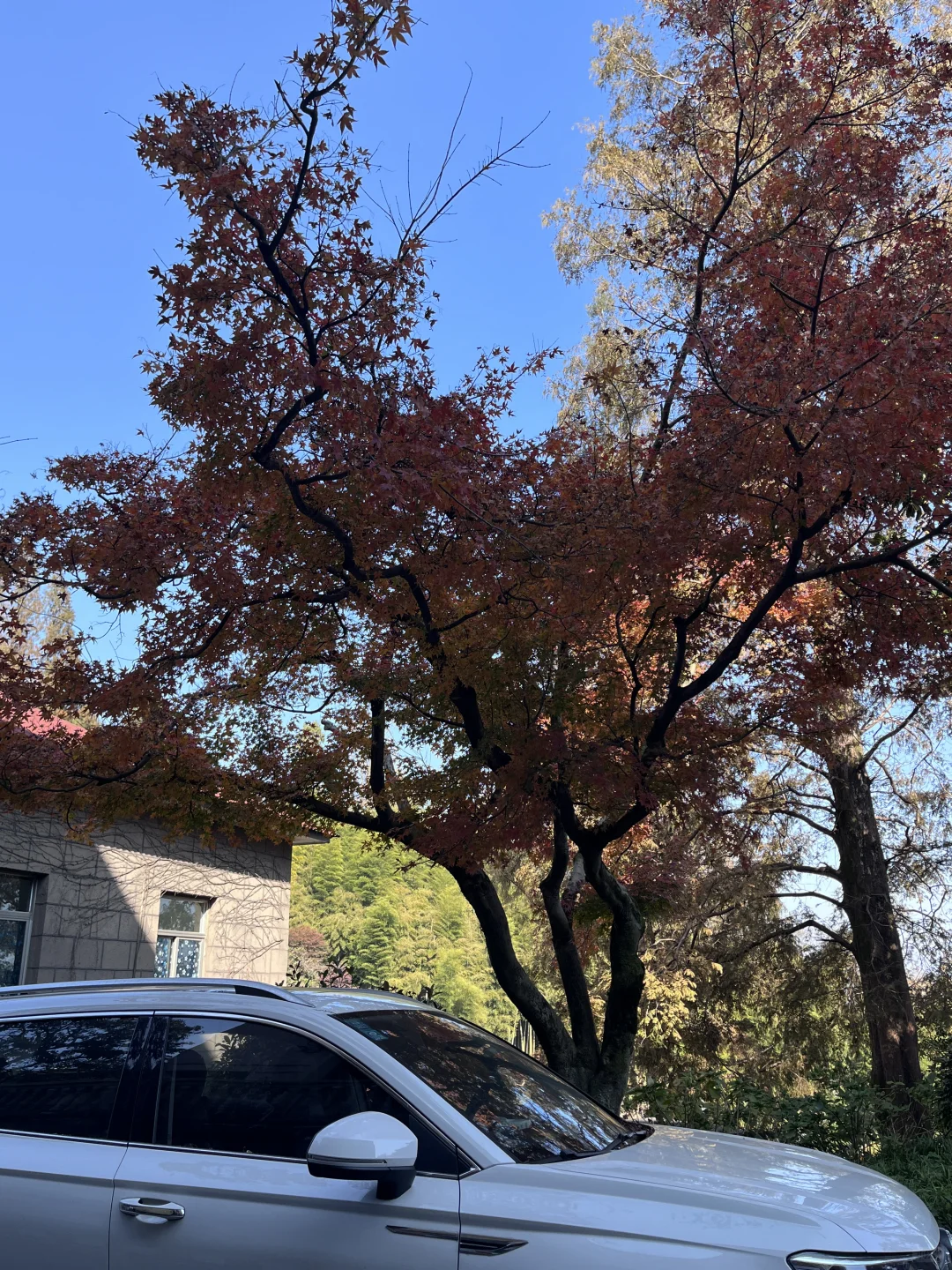 莫干山赏秋，美得太超过了！