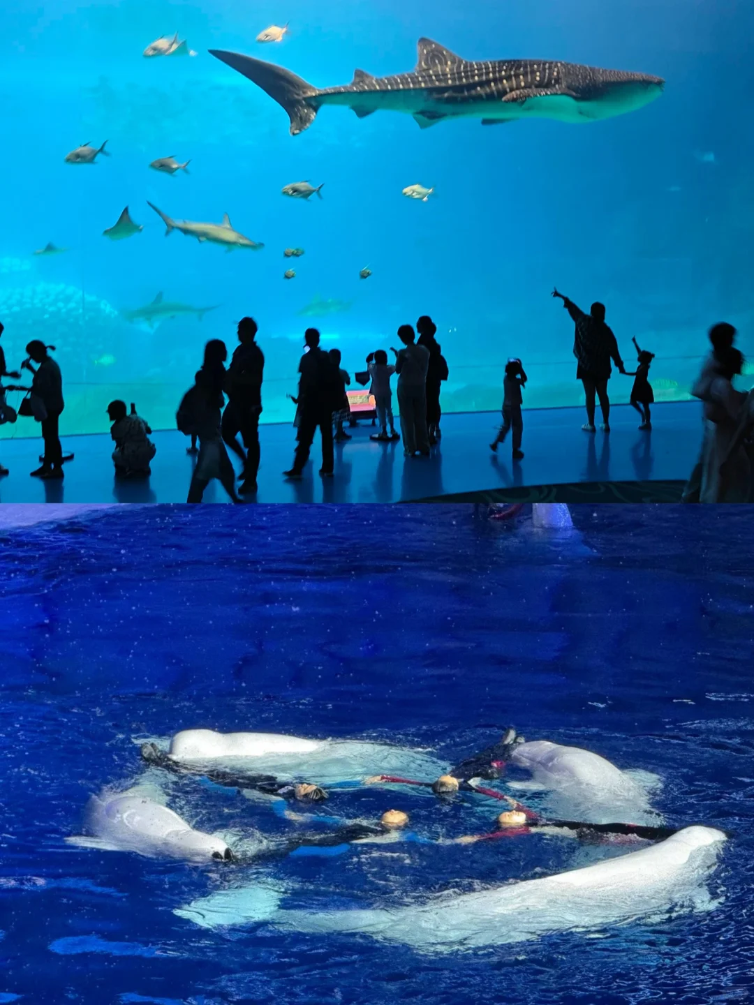 3.6折拿下珠海长隆2天1夜！不囤后悔一年