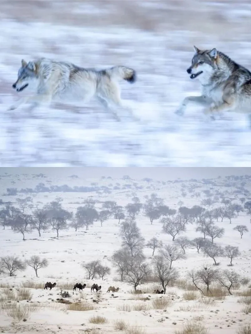 锡林郭勒冬日梦幻旅游攻略