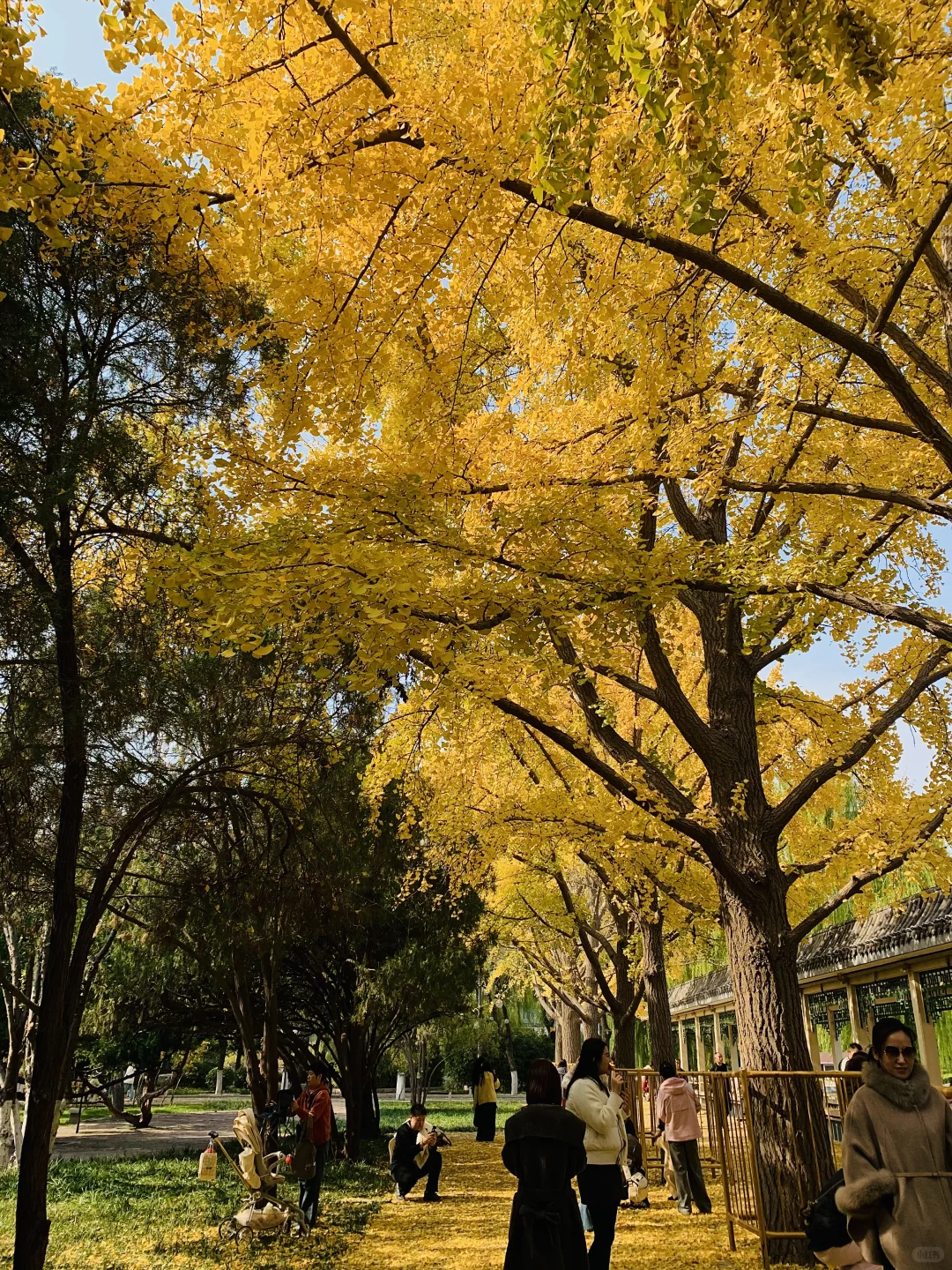 秋天丛台公园的银杏林也太有感觉了8！🍂