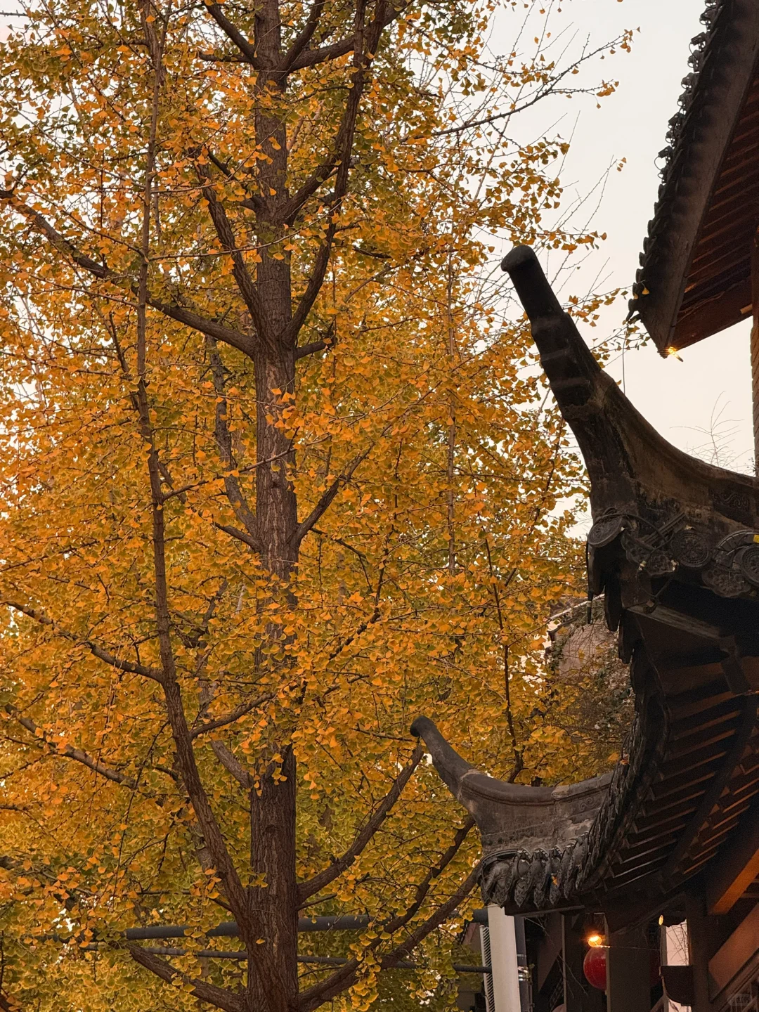 秋天可太好拍啦！🍂