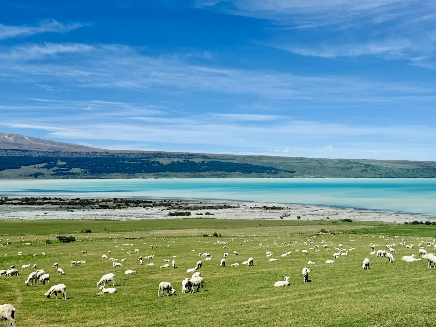 国人对新西兰的开发只有1%🇳🇿附攻略