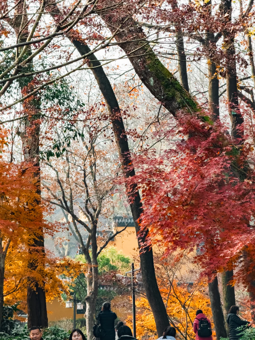 杭州永福寺的红叶应该是日本京都的平替了～