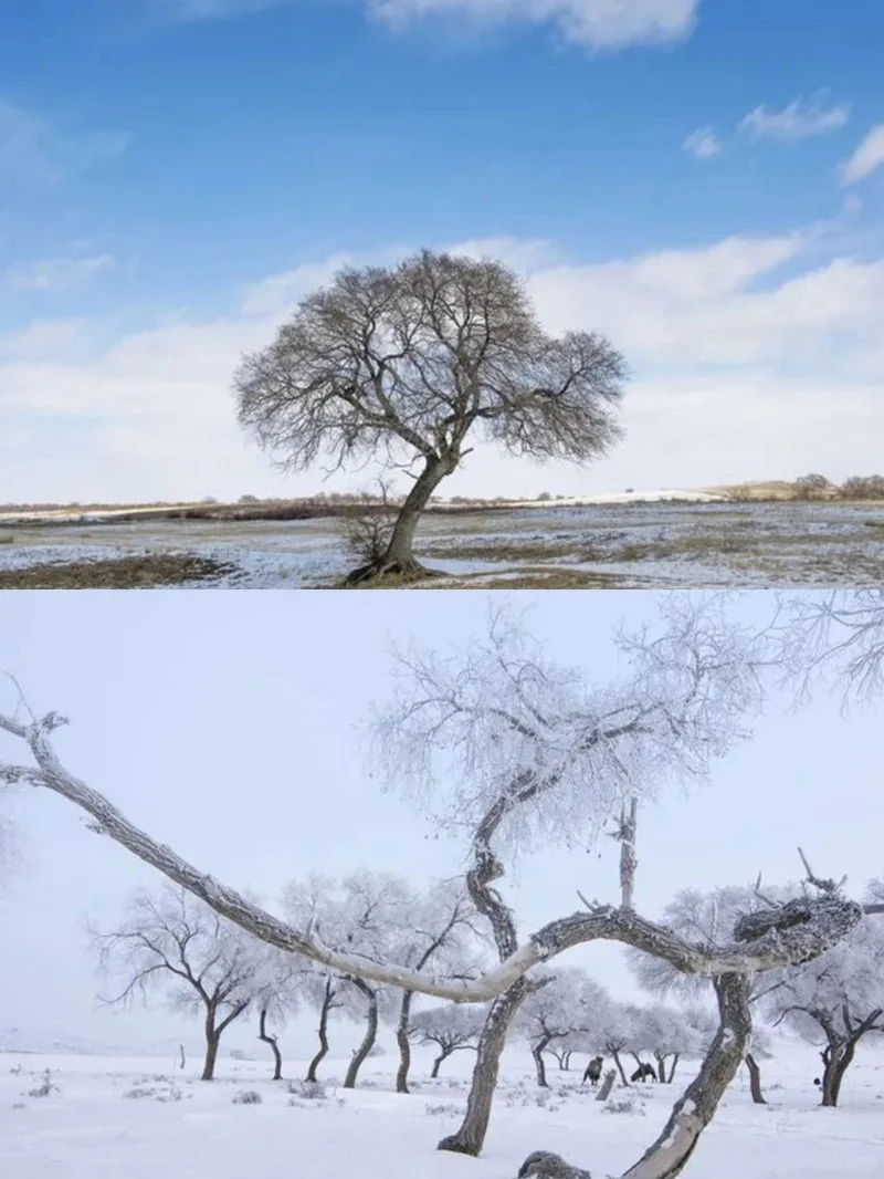 锡林郭勒冬日梦幻旅游攻略