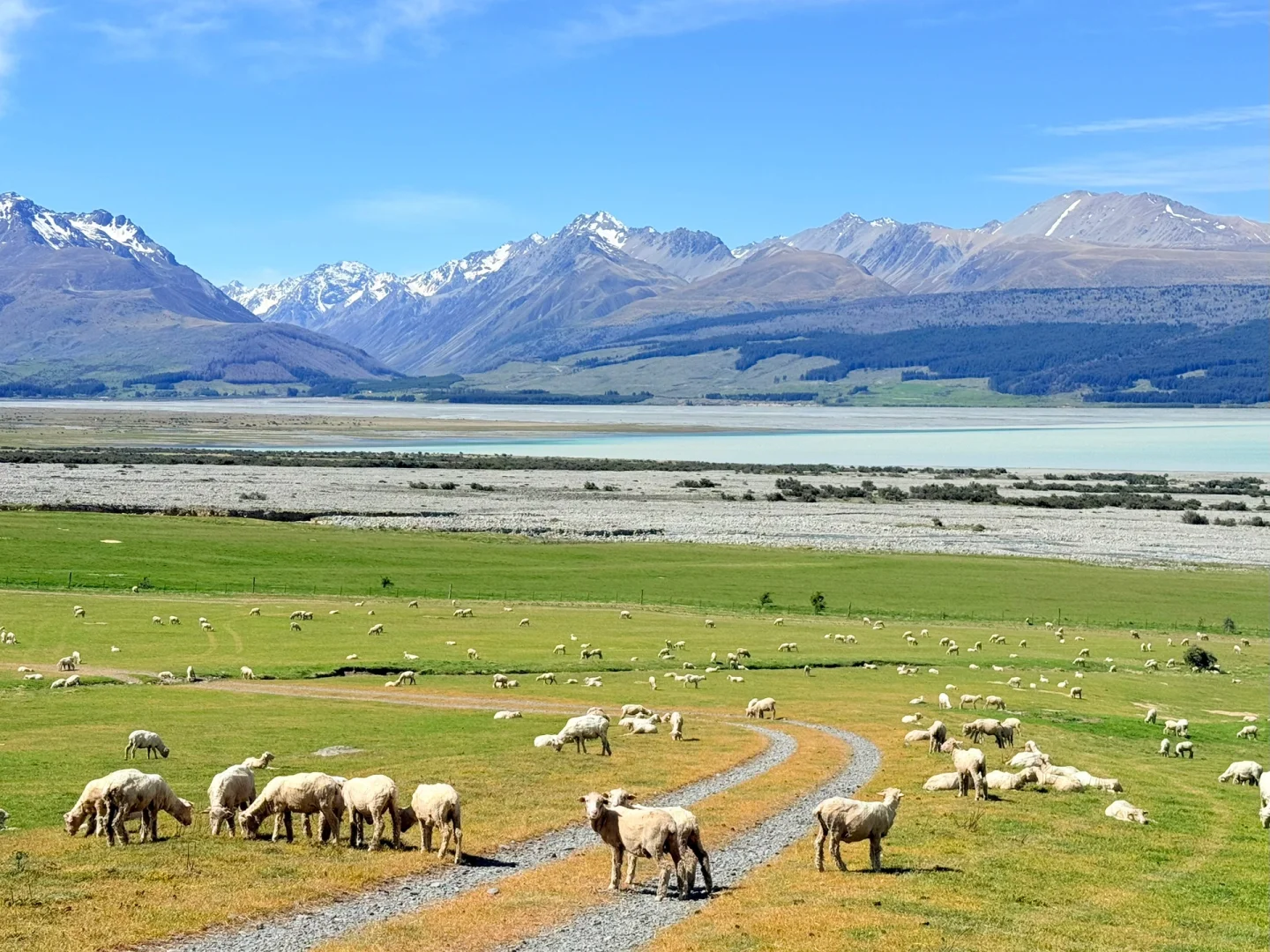国人对新西兰的开发只有1%🇳🇿附攻略