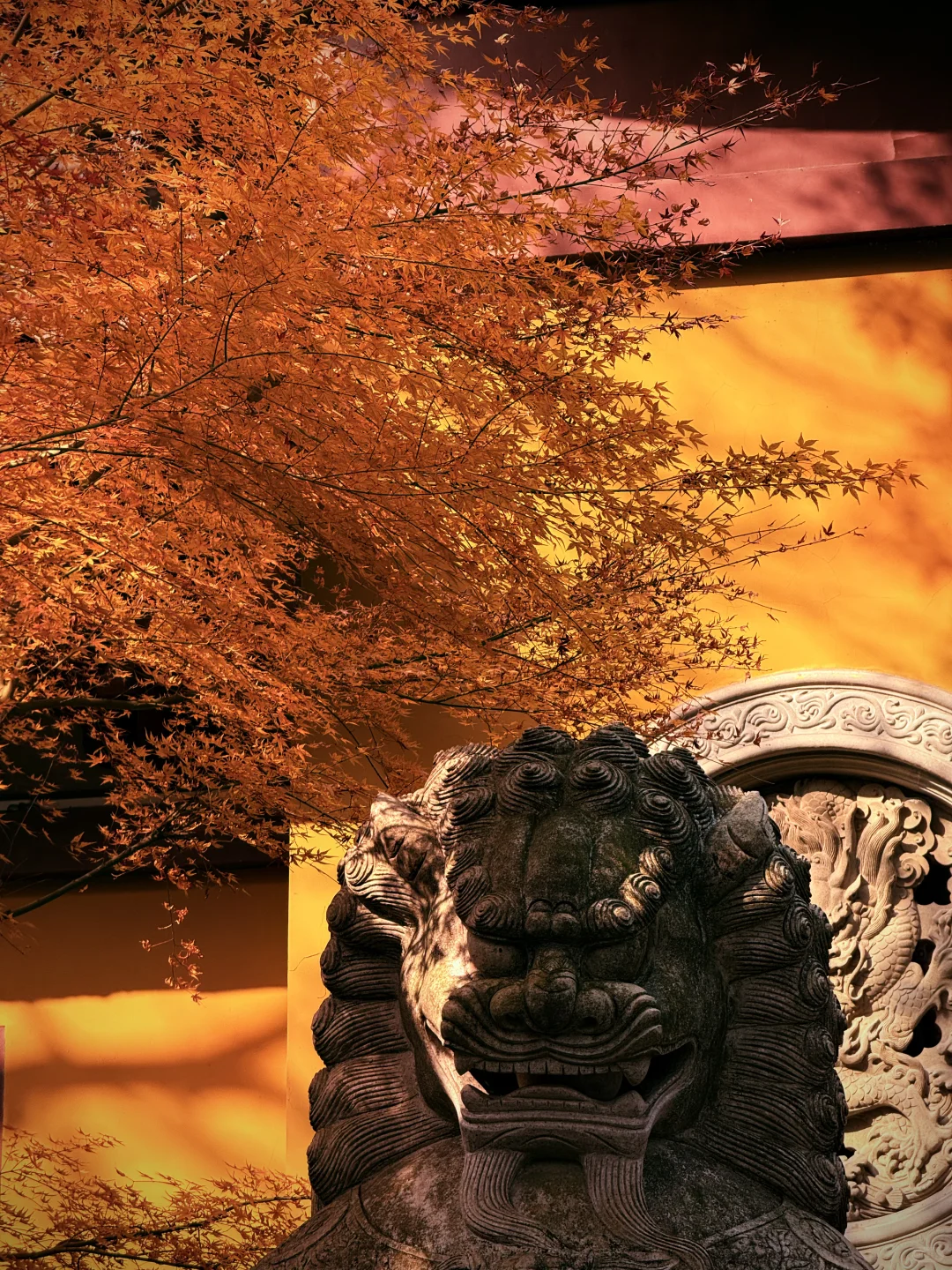 杭州永福寺的红叶应该是日本京都的平替了～