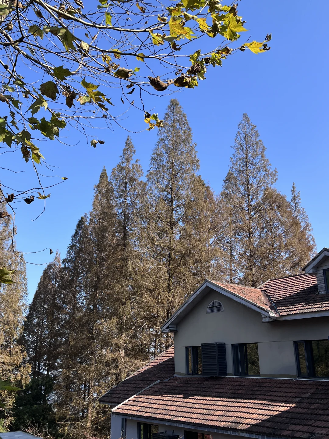 莫干山赏秋，美得太超过了！