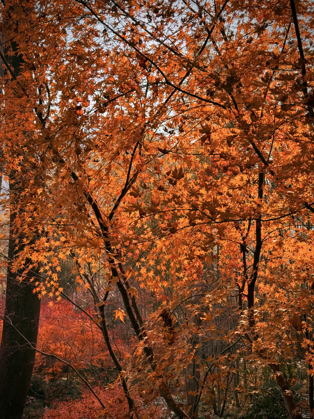 杭州永福寺的红叶应该是日本京都的平替了～