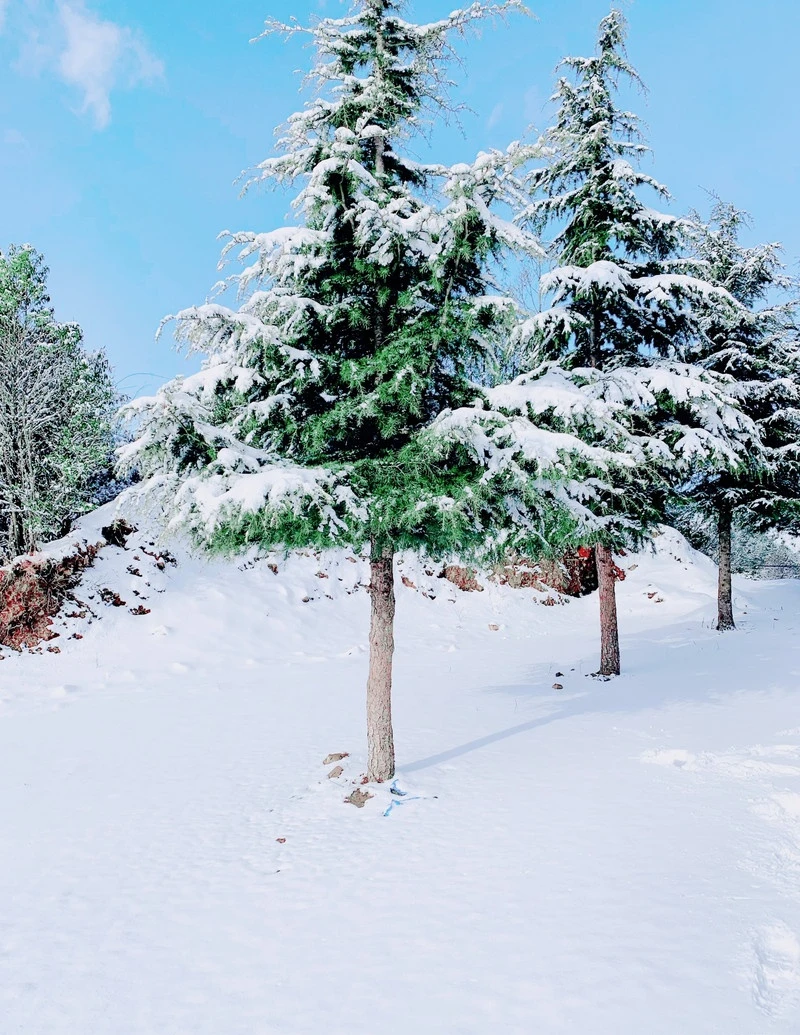 这是圣莫里茨？NO!这是祖国的昆明❄️！