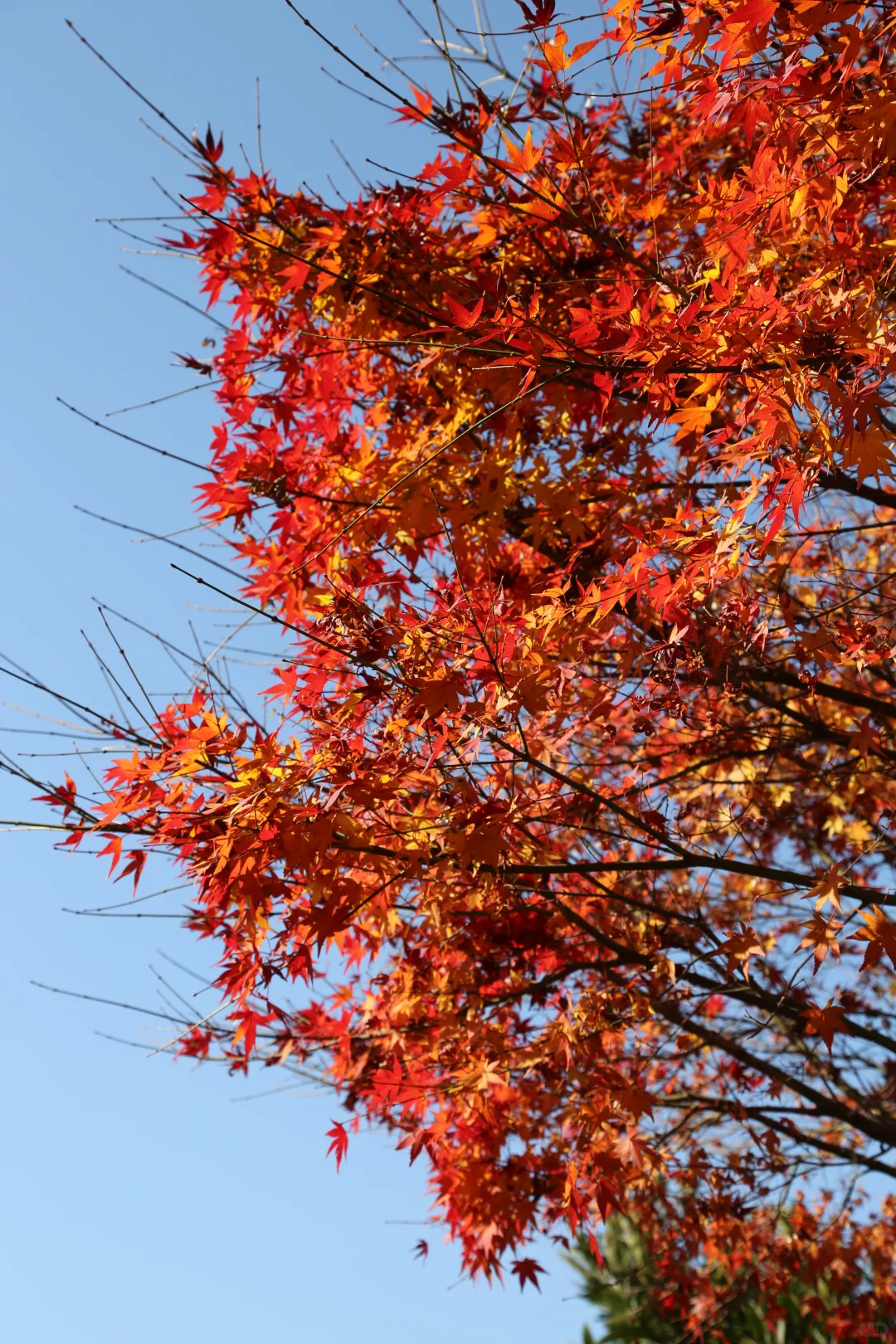 听劝！本地人强推12月来婺源篁岭！