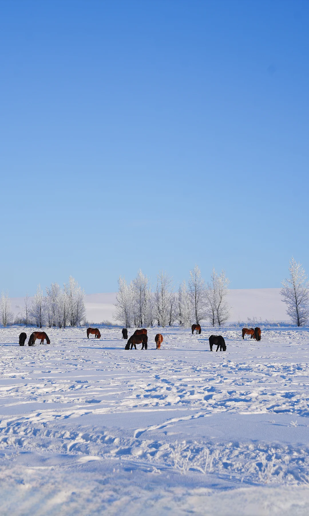 去啥国外！冬天内蒙才真封神❄️童话照进现实