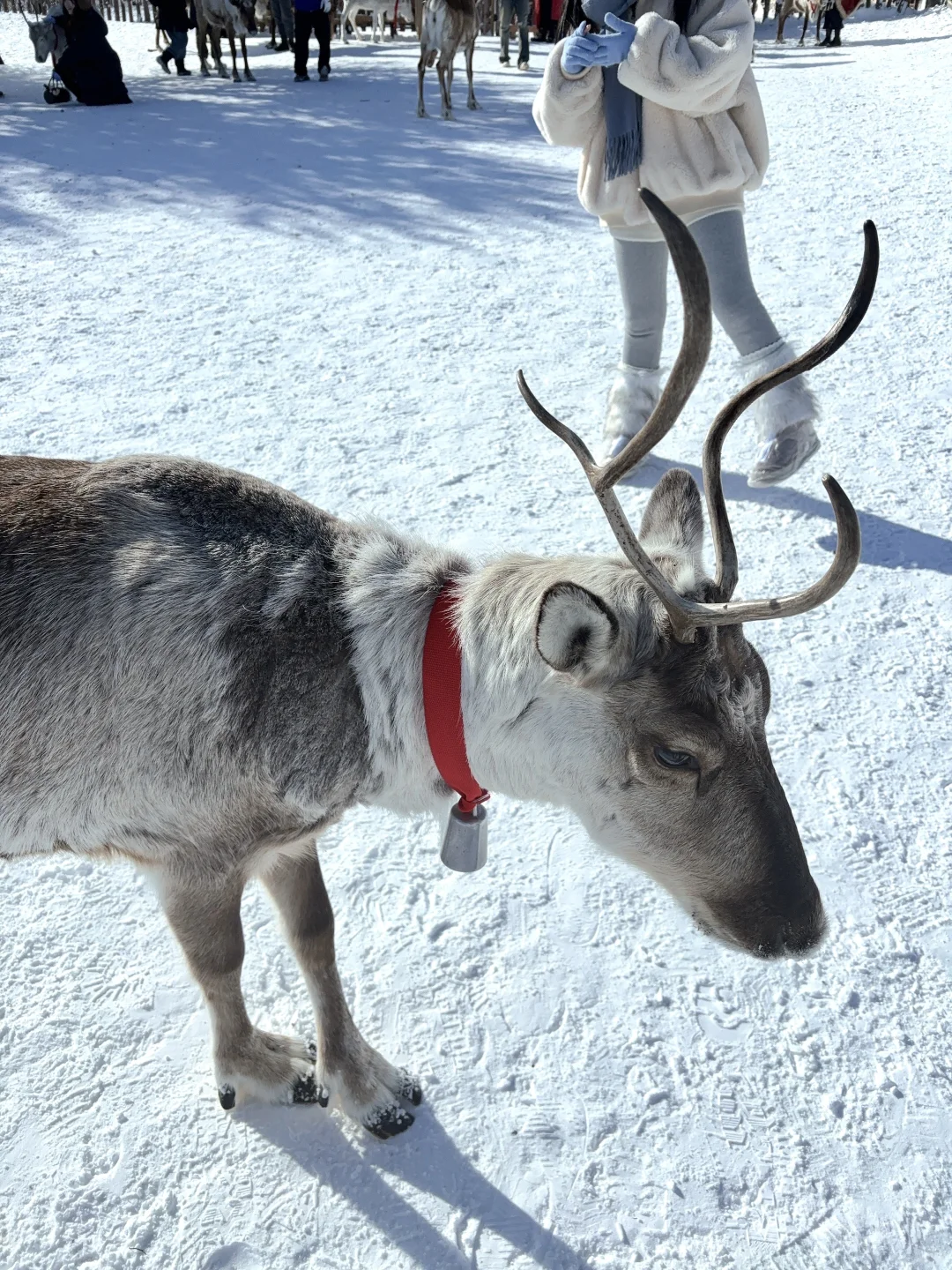 2.9📍雪岭驯鹿园 美晕❄️