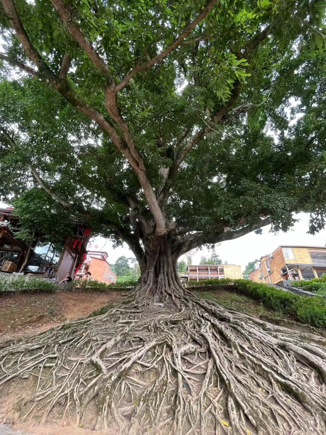 🌸坝美9大必玩点‼️火速收藏！