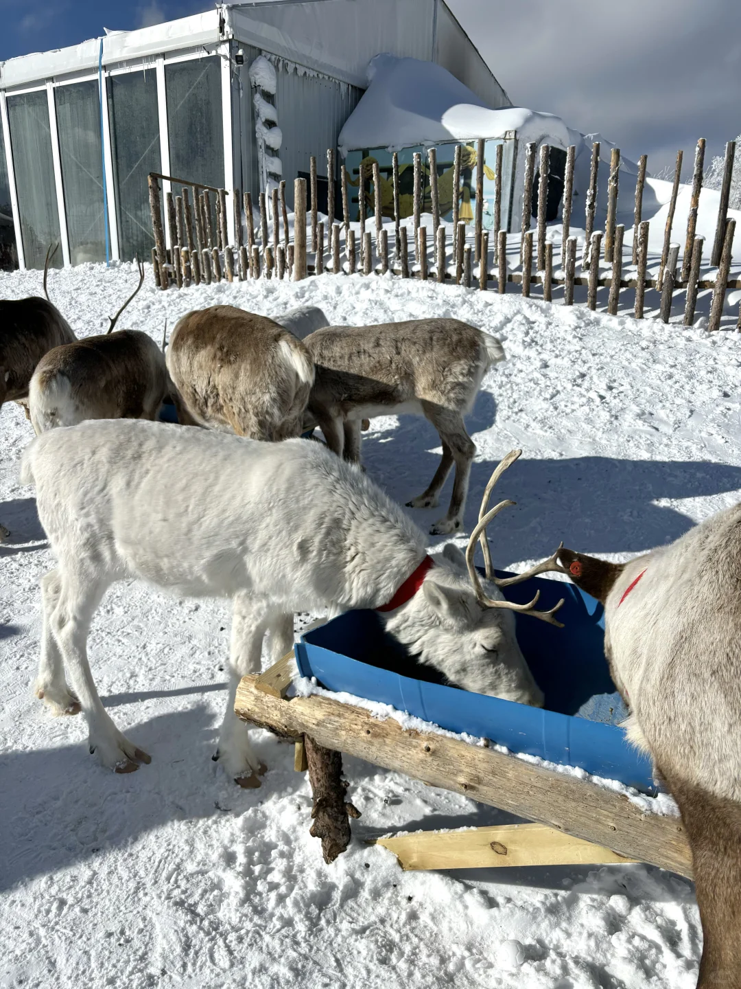 2.9📍雪岭驯鹿园 美晕❄️