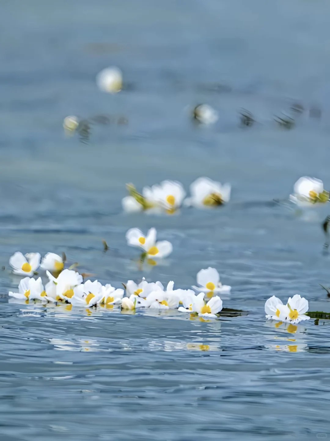 🌟再不来泸沽湖 错过又要等一年｜人均100