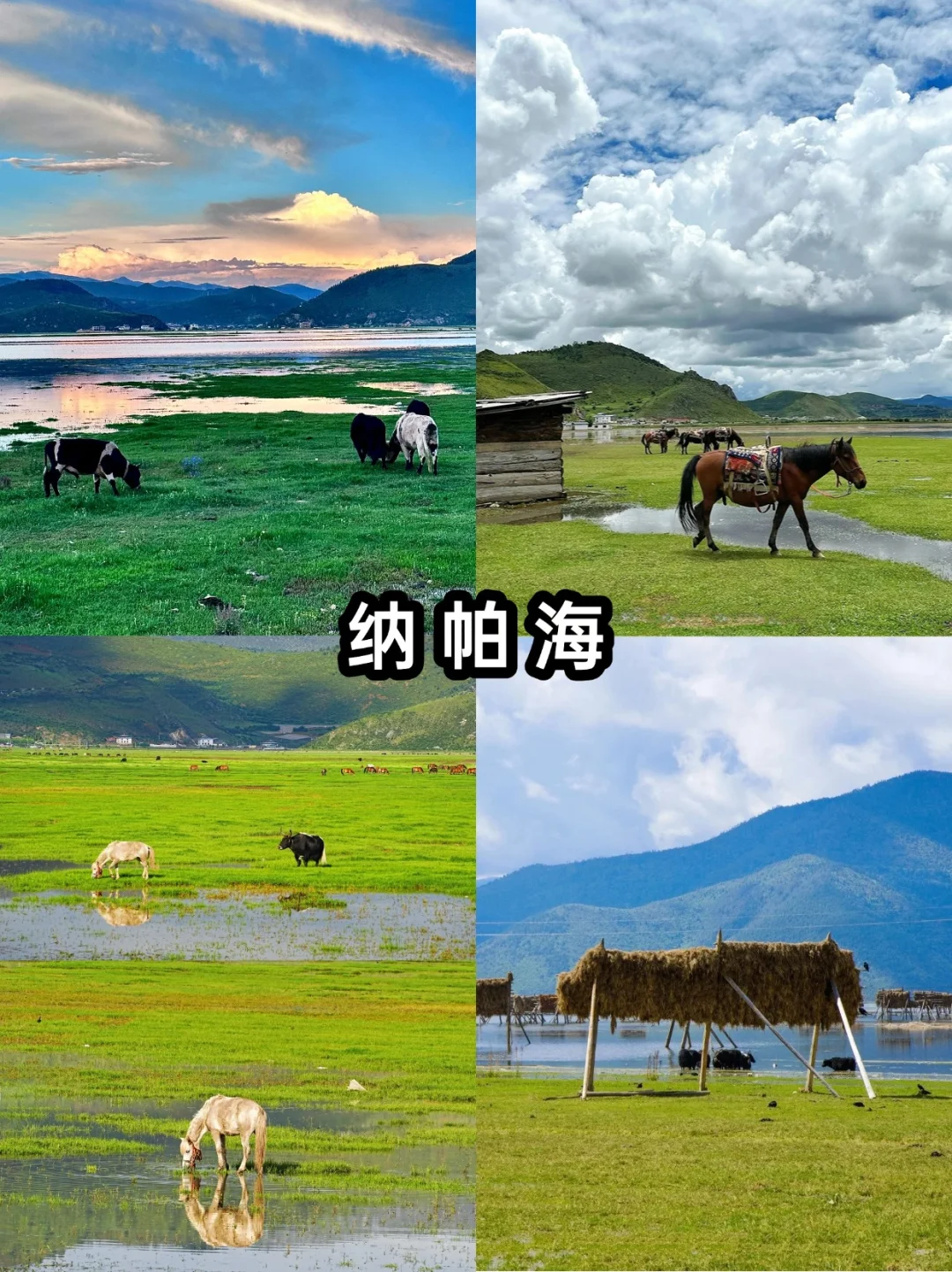 香格里拉精华一日游 一天打卡5大景点🔥