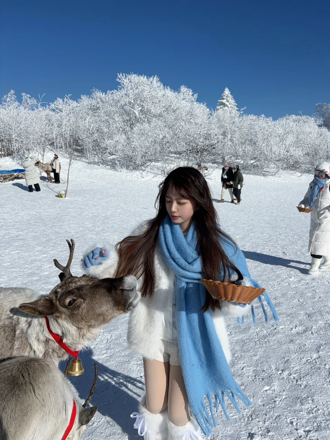 2.9📍雪岭驯鹿园 美晕❄️