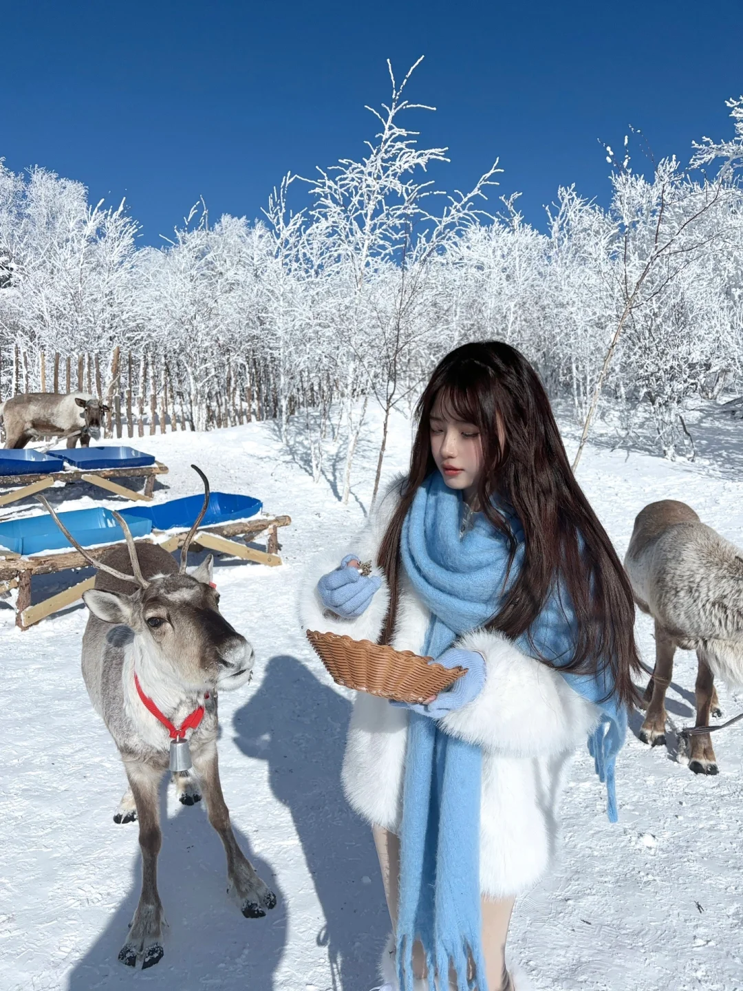 2.9📍雪岭驯鹿园 美晕❄️