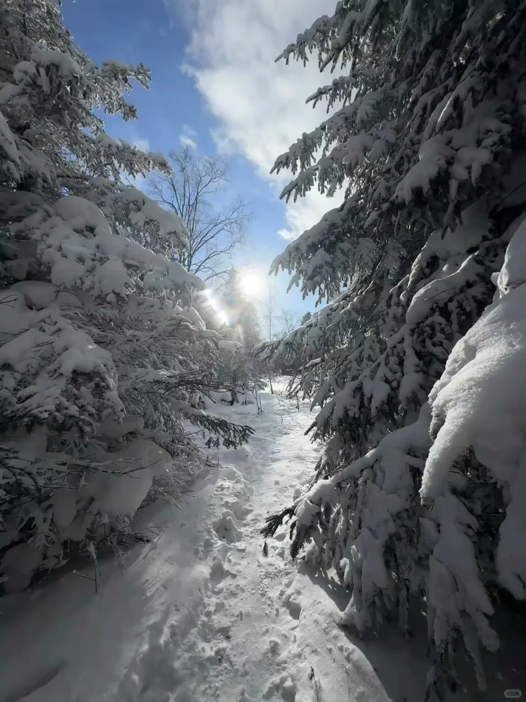 不是长白山去不起，而是伊春更有性价比
