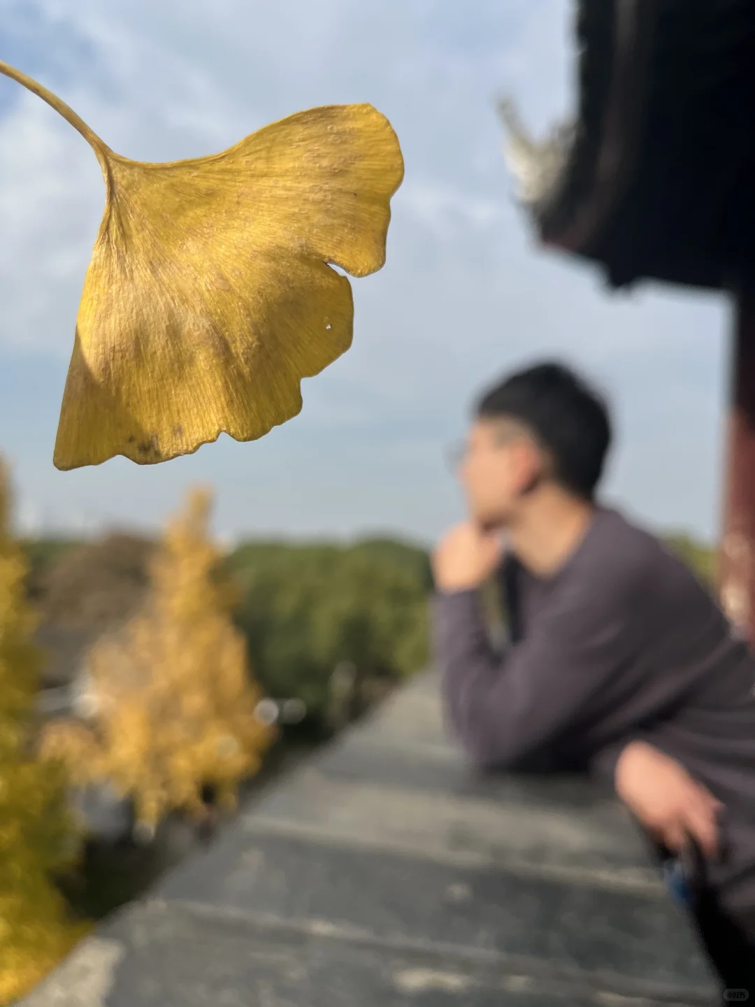 盘门的银杏黄了