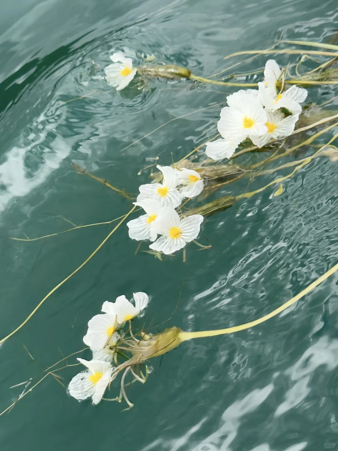 🌟再不来泸沽湖 错过又要等一年｜人均100