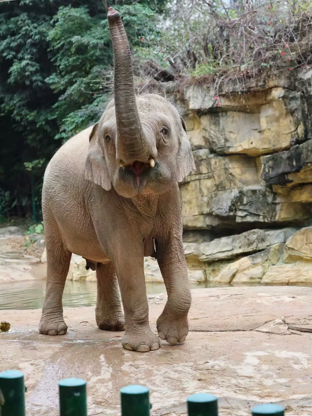 听劝！7-8🈷️去广州长隆玩的先认真看完