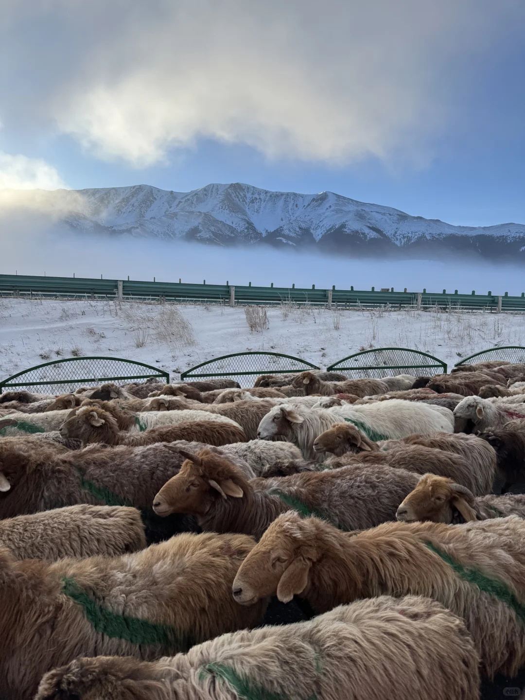 深圳打工人周末去赛里木湖+库尔德宁+八卦城