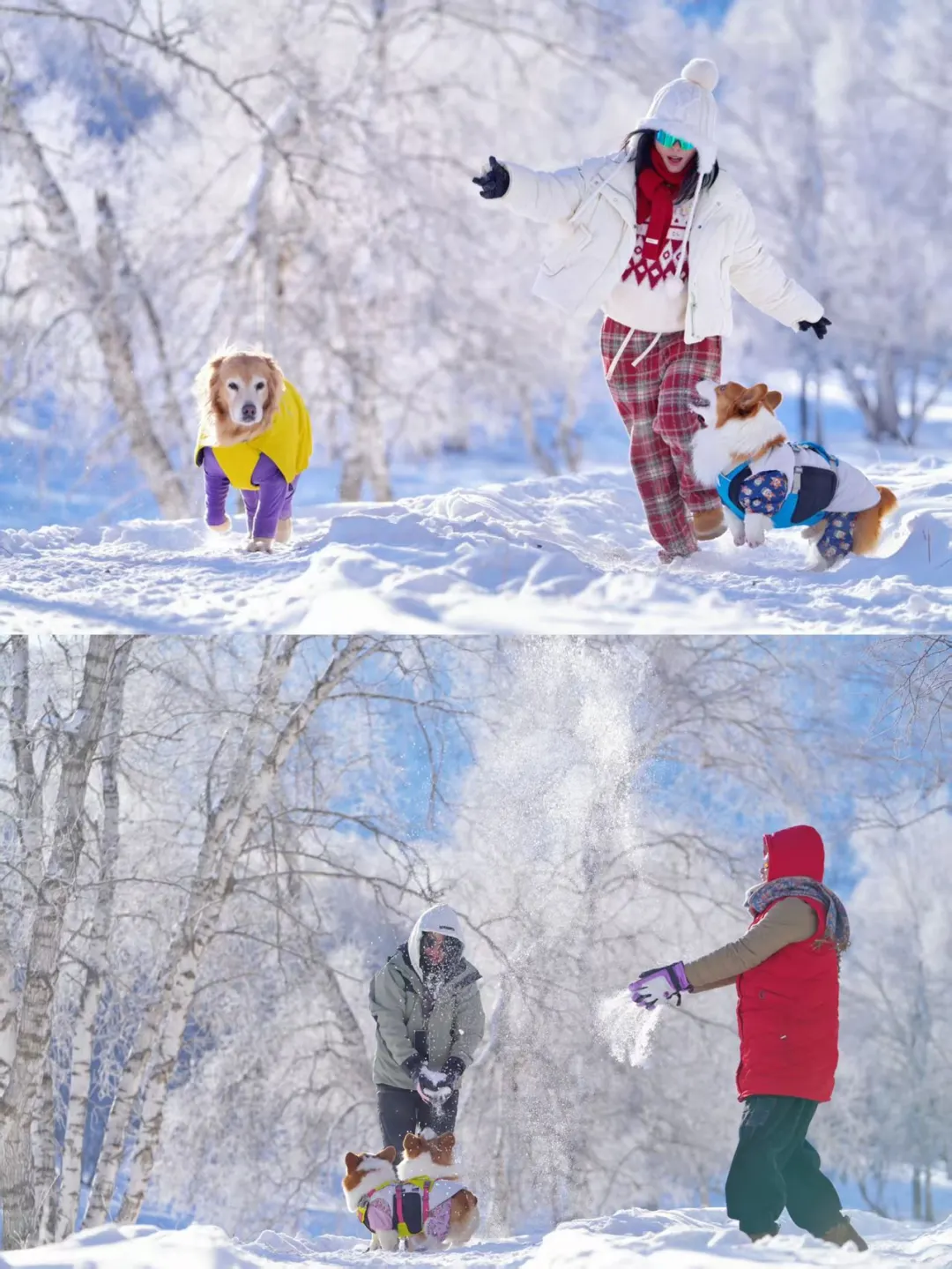 带狗去草原玩雪！越野车+泡温泉