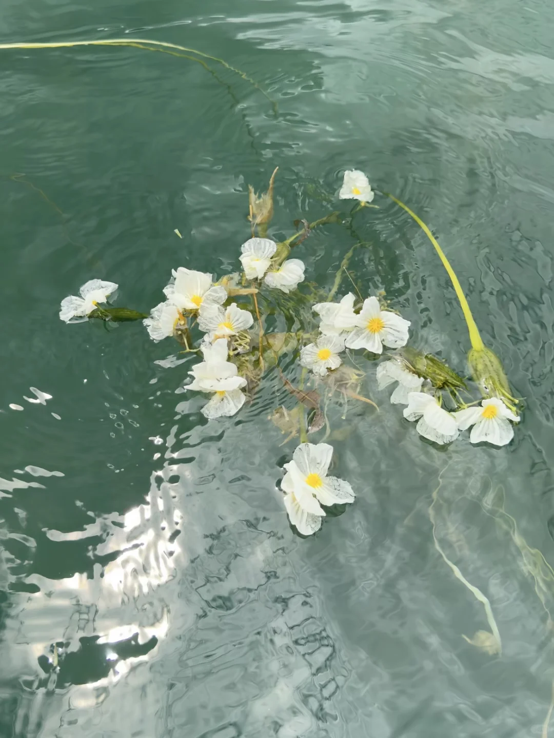 🌟再不来泸沽湖 错过又要等一年｜人均100