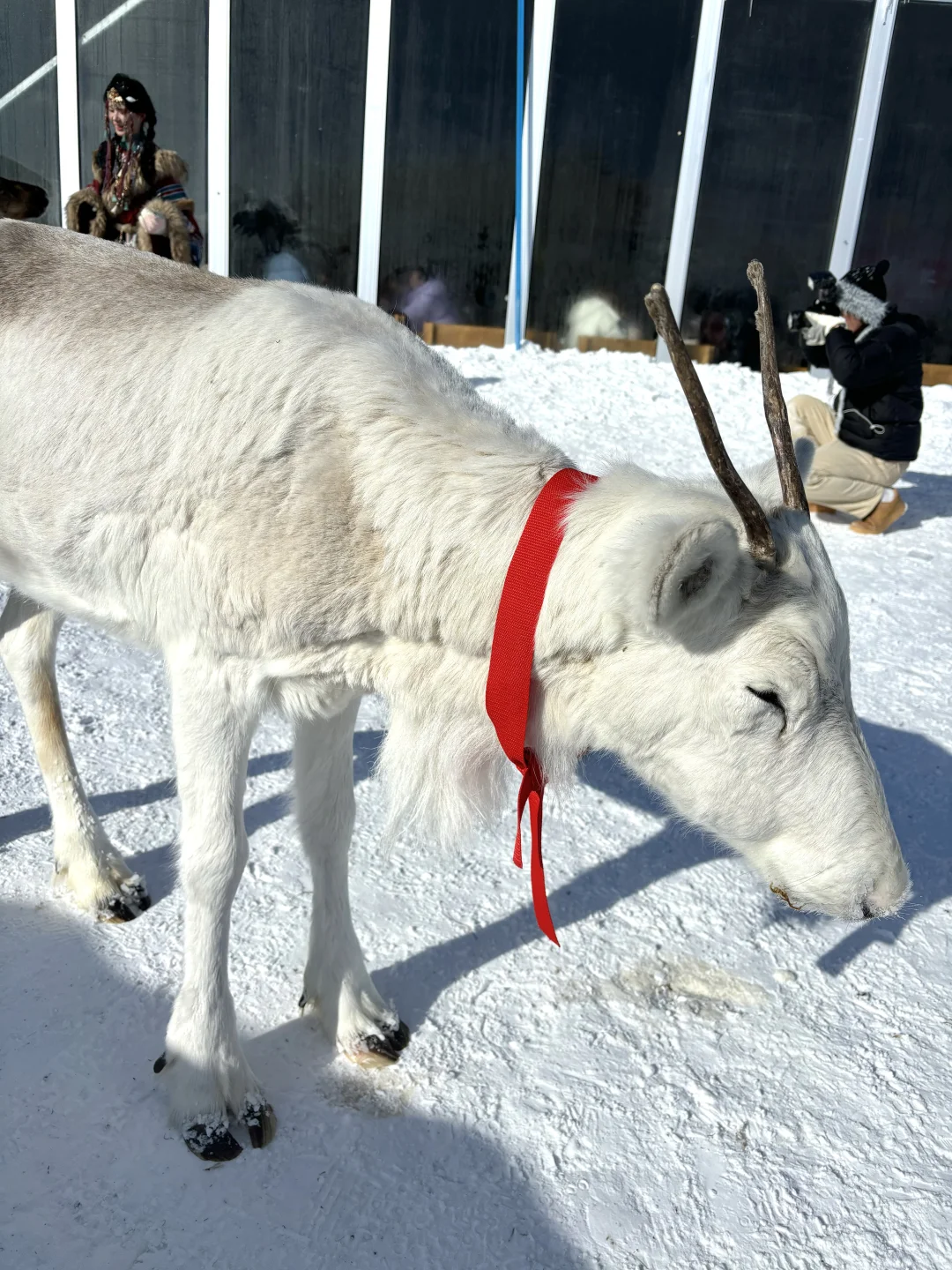 2.9📍雪岭驯鹿园 美晕❄️