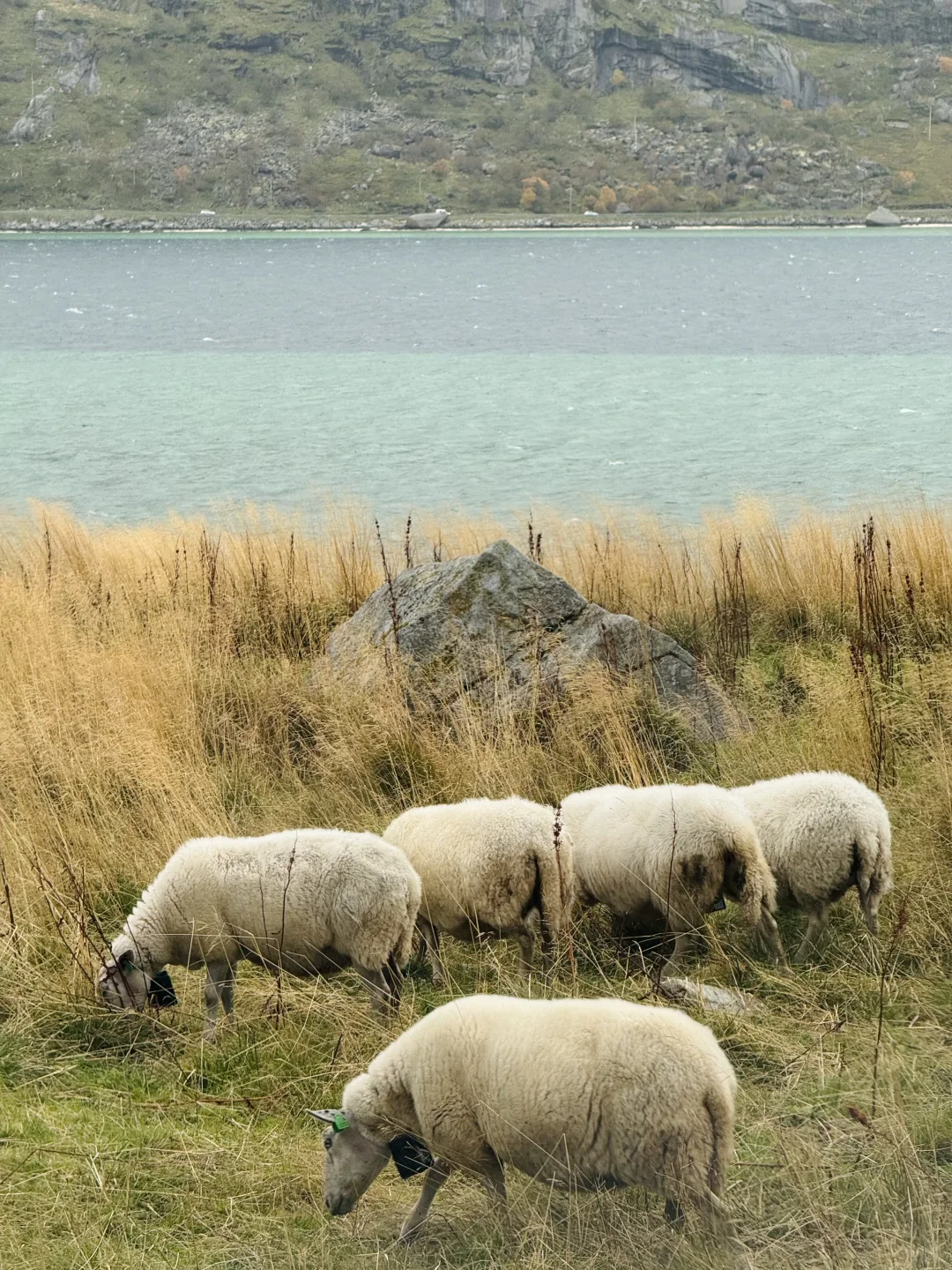 我的人生就应该浪费在这里｜罗弗敦Mannen