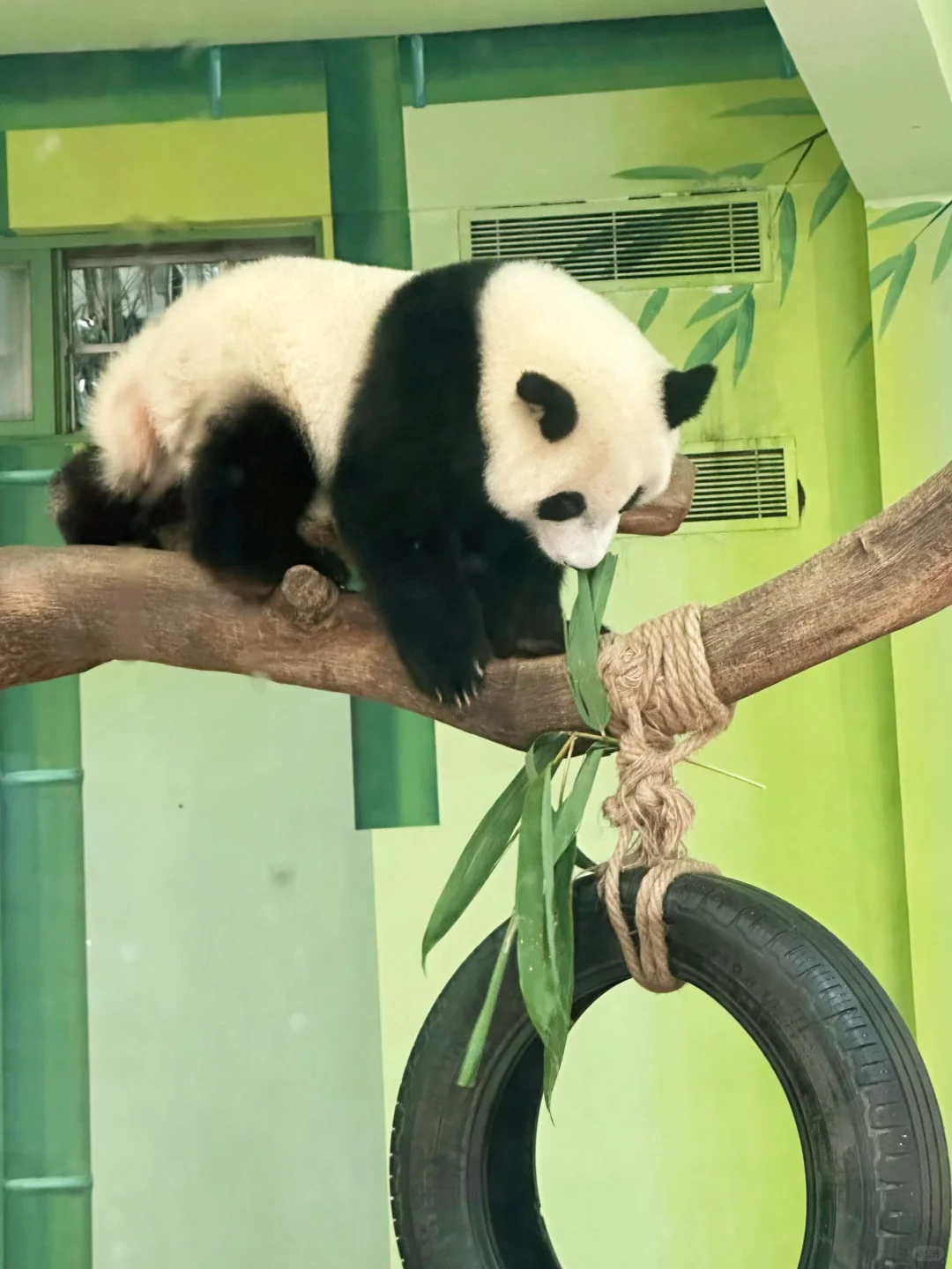 听劝！7-8🈷️去广州长隆玩的先认真看完