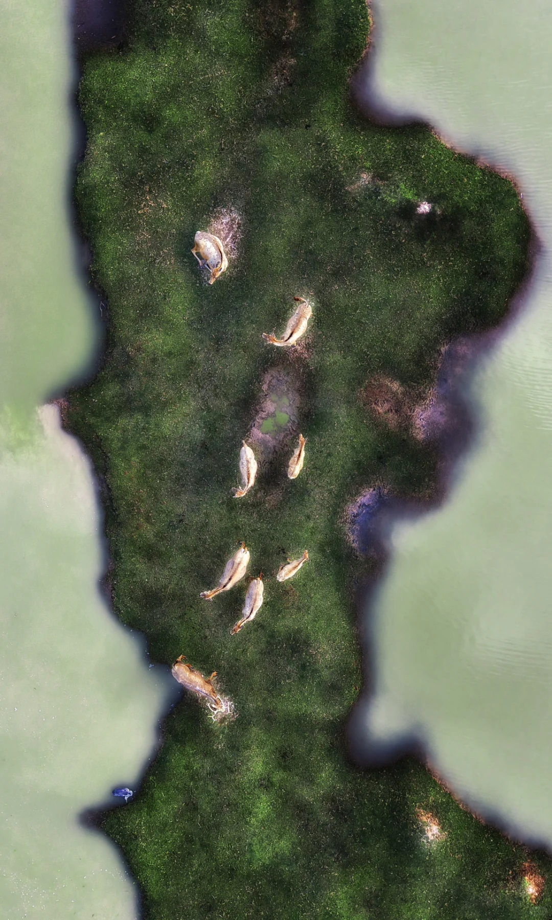 周末去了趟盐城，朋友都以为去了肯尼亚