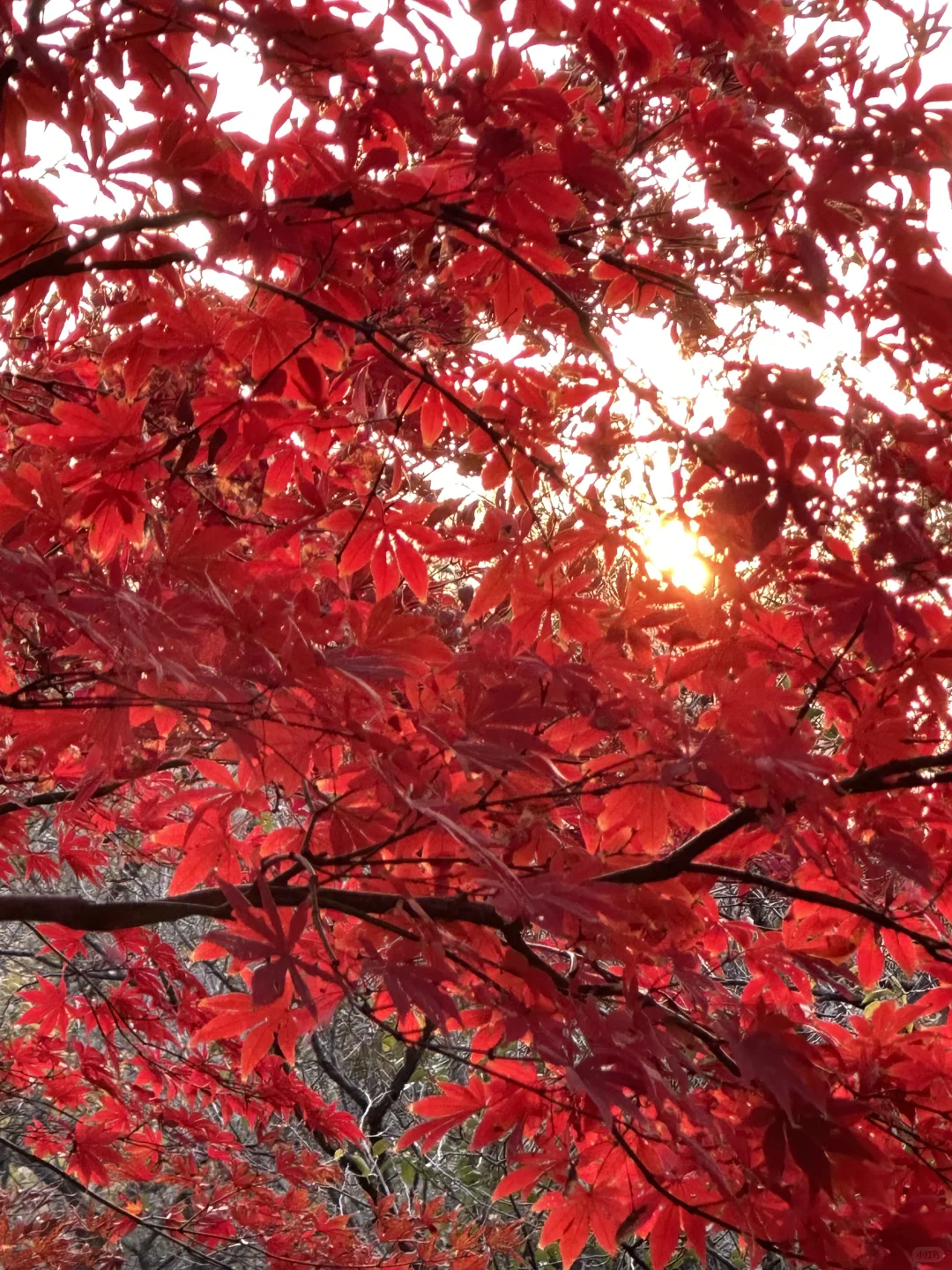 明孝陵3号门最快免费入园攻略