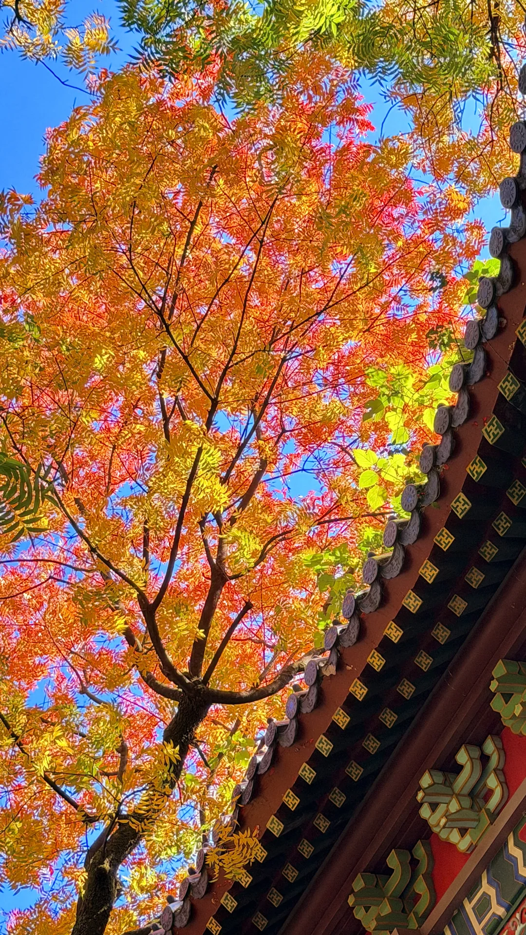 南京灵谷寺，苦等一年，终于看到了彩虹树！！！！