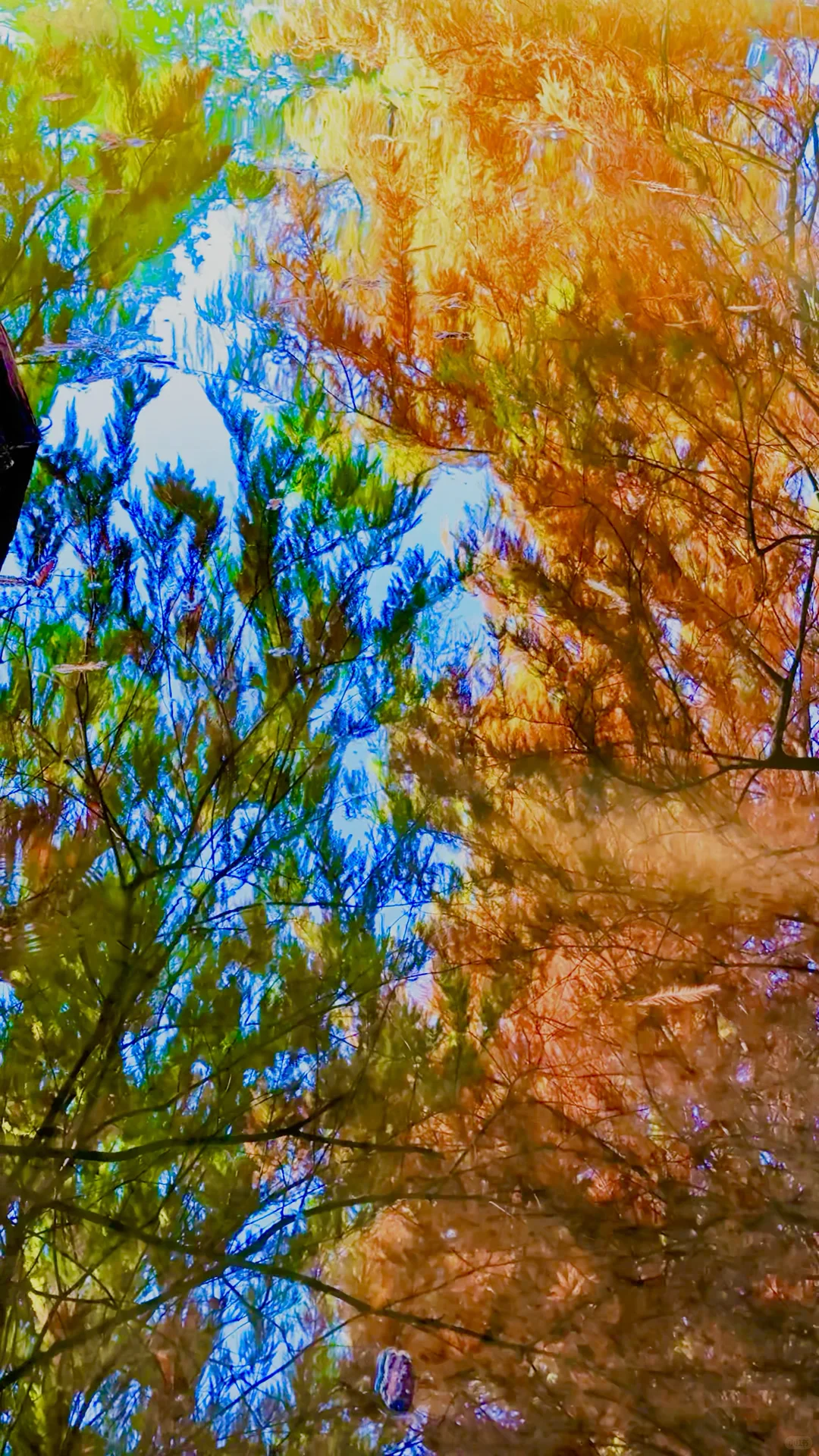 2025.11.13 | 南京落羽杉林杀疯了！！！！！！！！