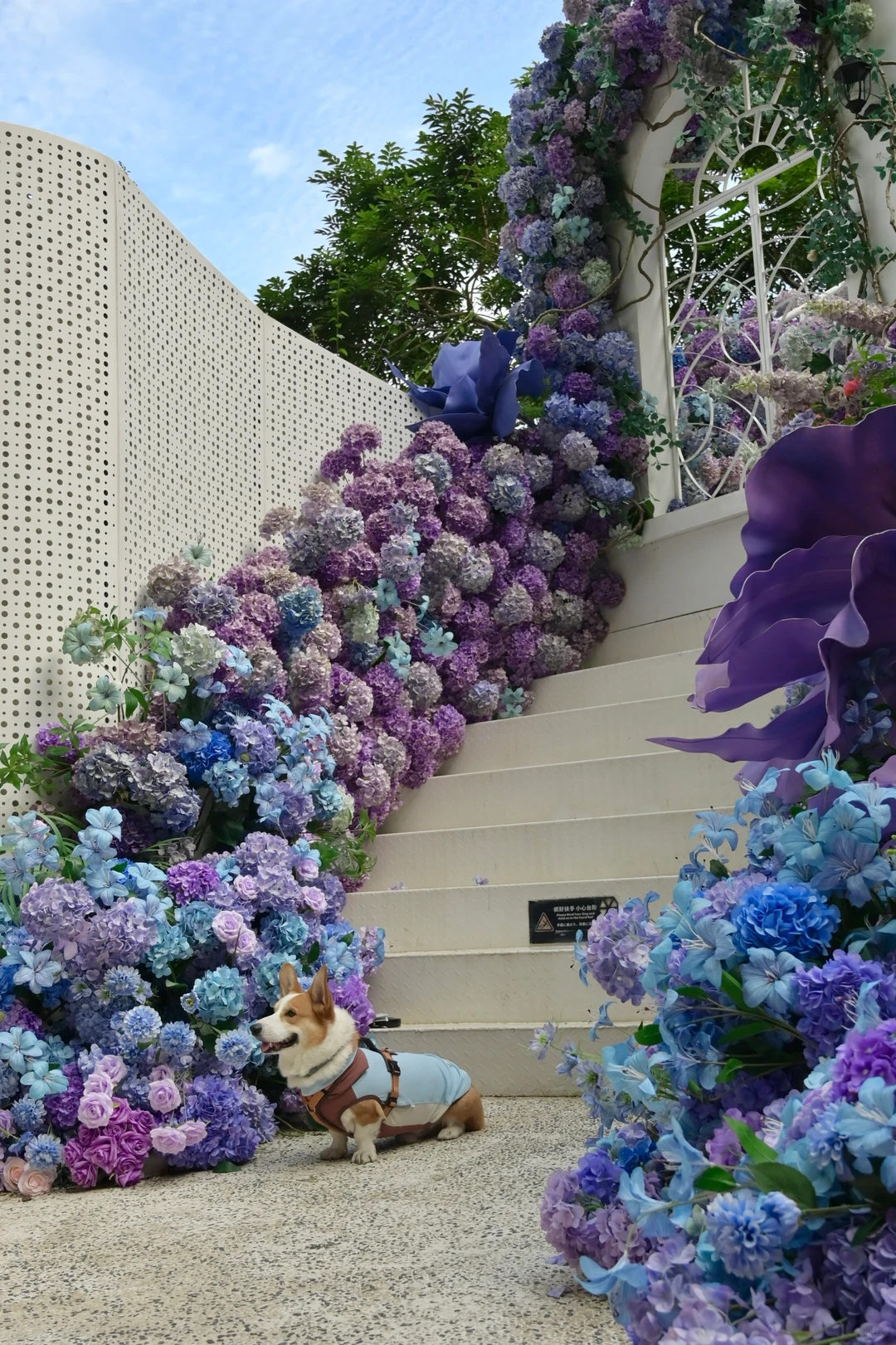 广州从化｜天人山水｜周末遛狗