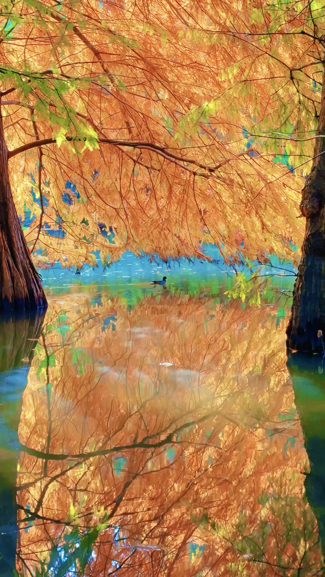 2025.11.13 | 南京落羽杉林杀疯了！！！！！！！！