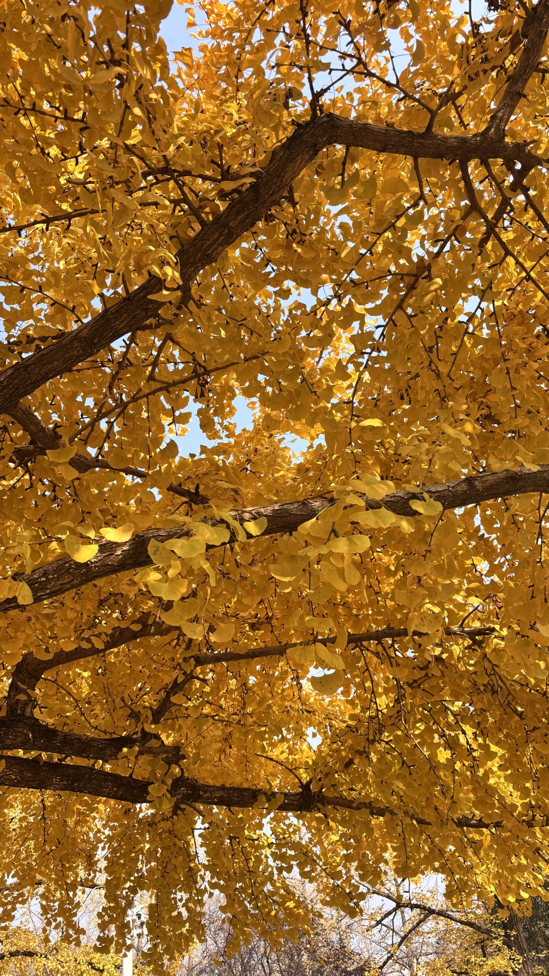 长兴八都岕十里银杏长廊去之前觉得一般